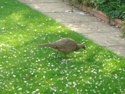 Mrs Pheasant on the lawn