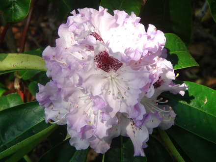 A garden flower photo