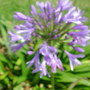 Agapanthus (Agapanthus africanus)
