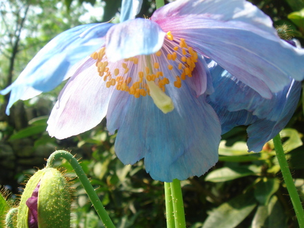 Meconopsis grandis (Blue Poppy) - May 2008 (Meconopsis grandis)