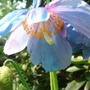Meconopsis grandis (Blue Poppy) - May 2008 (Meconopsis grandis)