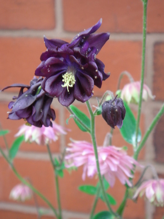 Aquilegia - May 2008 (Aquilegia)