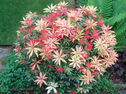 Pieris formosa var. forrestii from above. (Pieris formosa var. forrestii)