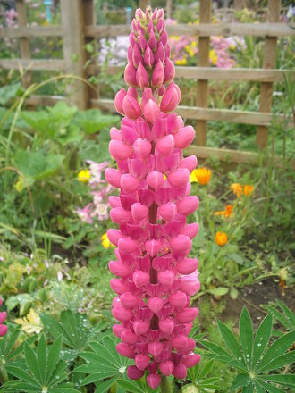 Lupin