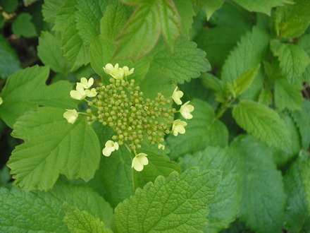 Anyone know what this is?