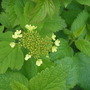 Anyone know what this is?