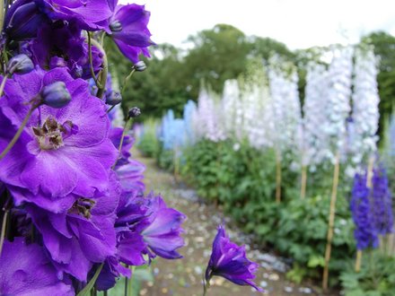 Trials at Wisley (Delphinium elatum)