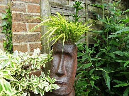 head of hair (Hakonechloa macra (aureola))