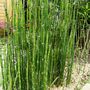 Equisetum (Equisetum)