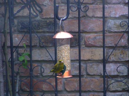 Greenfinch