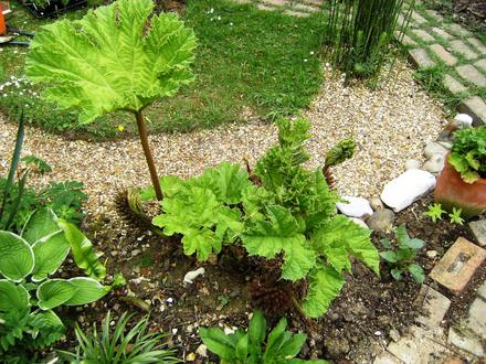 Gunnera (Gunnera manicata (Gunnera))