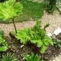 Gunnera manicata (Gunnera)