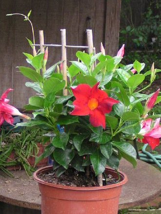sun parasol crimson mandevilla