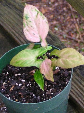 pink ivy