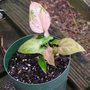 Ivy_resized