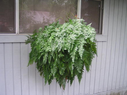 rabbits foot fern