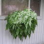 Rabbits_foot_fern_003