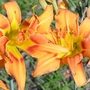 Day_lilly