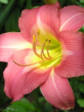 lilly