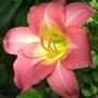 lilly