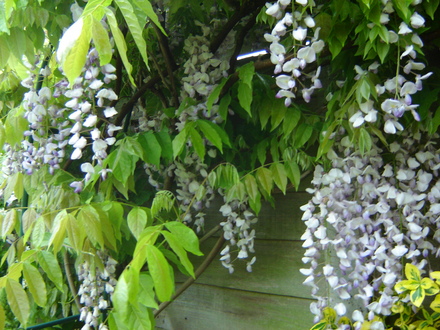 Wisteria
