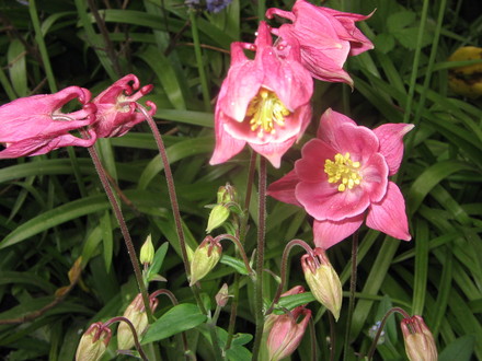 Aquilegia