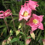 Flowers15