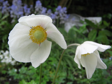 Anemone 
