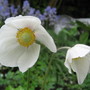 Flowers6