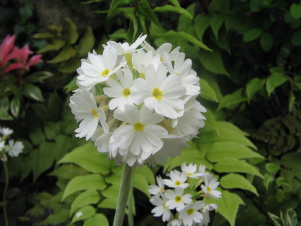 candleabra primula