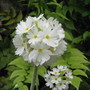 Flowers5