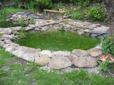 Pea soup pond 