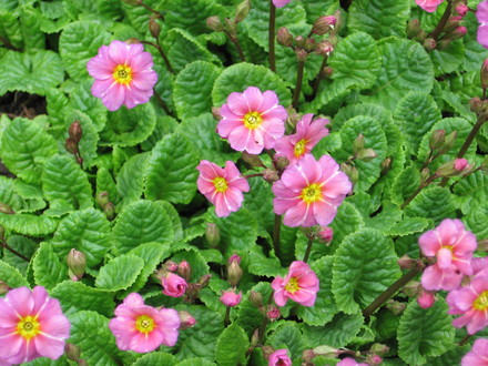 primrose (Primula vulgaris (Native primrose))