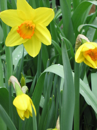 narcissus