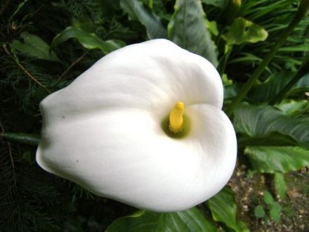 Arum lily (Zantedeschia aethiopica (Arum lily))