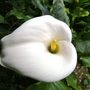 Arum lily (Zantedeschia aethiopica (Arum lily))