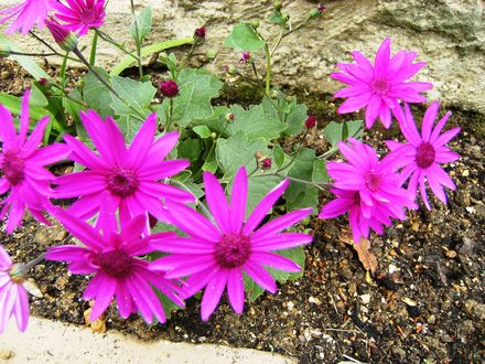 Senecio