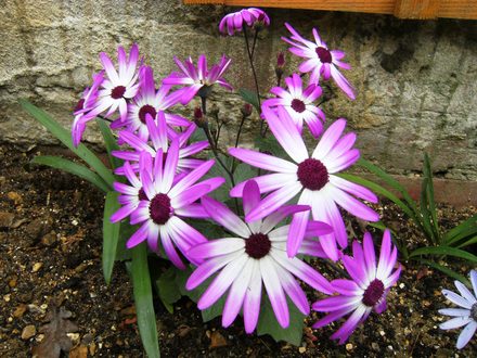 Senecio
