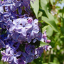 17_may_08_011_600
