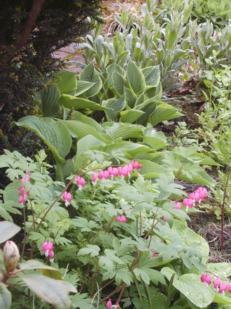 Dicentra and Hostas (Dicentra spectabilis (Bleeding heart))