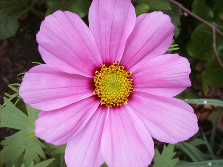 First Cosmos??? (cosmos)