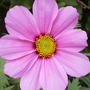 First_cosmos2