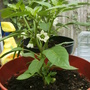 Sweet Pepper