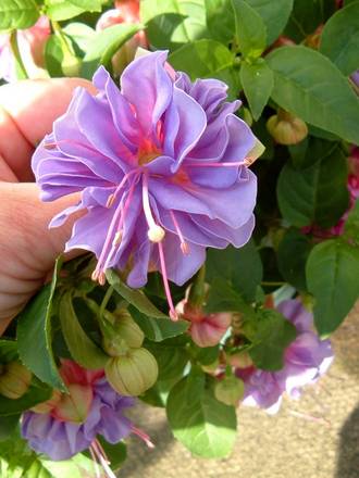 Fucshia