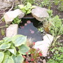 New Pond Residents (Hosta sieboldii 'Wide Brim')
