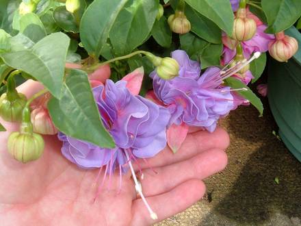 fucshia 