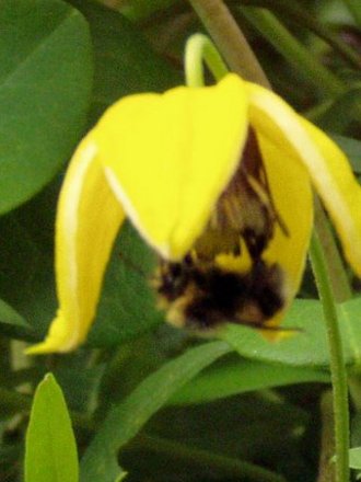 Bee on Flower (Clematis orient)