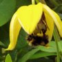 Bee on Flower (Clematis orient)