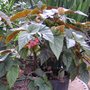 Begonia
