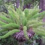 Foxtail Fern